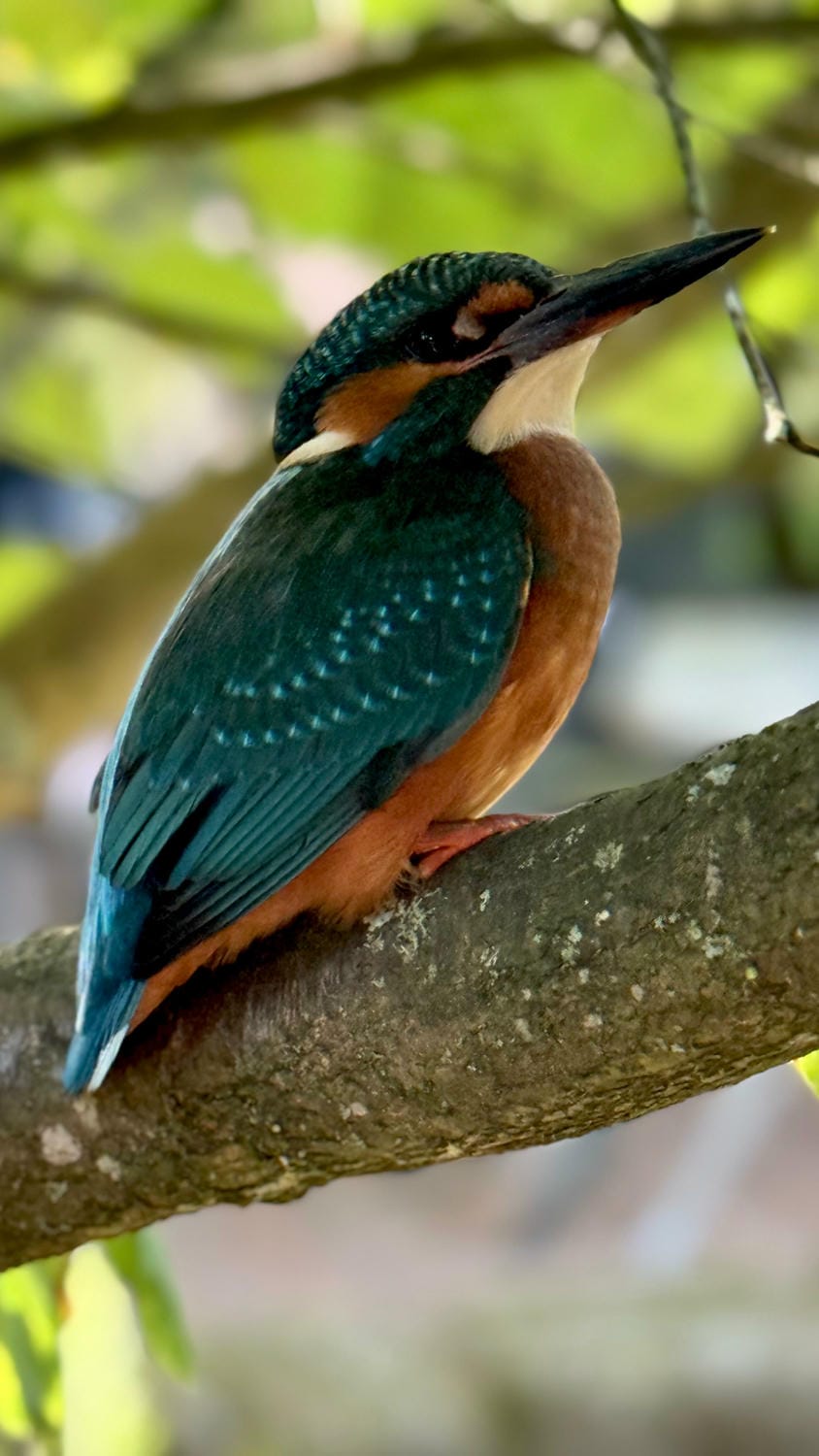 Martin-pêcheur d'Europe pris en photo au bord de notre étang de pèche devant le Château le Verdoyer.